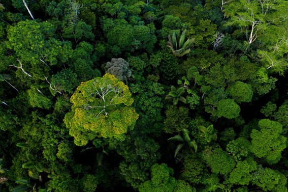 floresta-pegada-de-biodiversidade